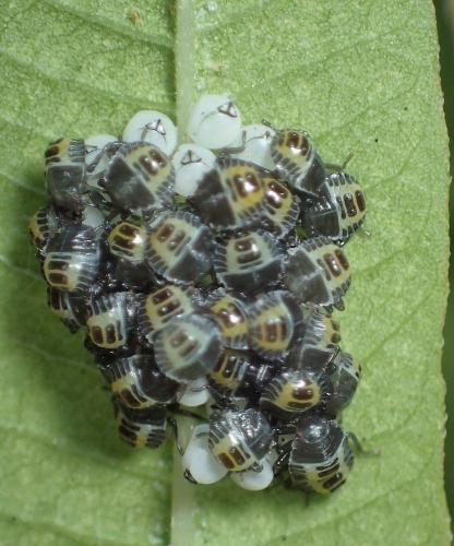 Halyomorpha halys